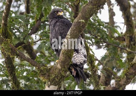 Augur Buzzard, morphe sombre, cratère de Ngorongoro, Tanzanie Banque D'Images