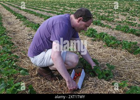 Un homme en vêtements décontractés cueille des fraises dans une ferme auto-cueilleuse Banque D'Images