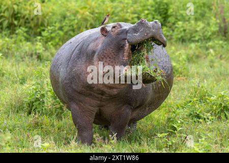 Hippopotame, mangeant avec du pic à bec rouge sur le dos, cratère de Ngorongoro, Tanzanie Banque D'Images