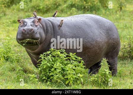 Hippopotame, mangeant avec du pic à bec rouge sur le dos, cratère de Ngorongoro, Tanzanie Banque D'Images