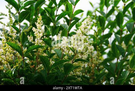 Ligustrum ovalifolium - Privet commun en fleur Banque D'Images