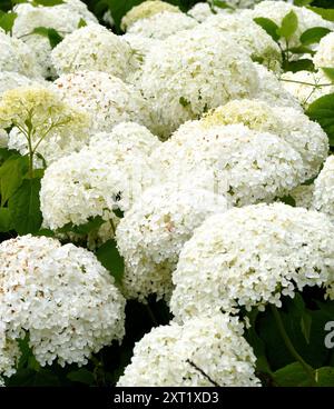 Hydrangea arborescens Annabelle. Banque D'Images