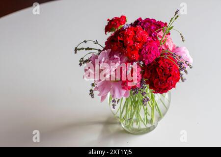 Un arrangement vibrant de pivoines roses et d'œillets rouges dans un vase en verre transparent sur une surface blanche. Arah00205 Copyright : xConnectxImagesx Banque D'Images