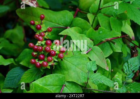 Belles baies tutsanes rouges. Hypericum androsaemum, ambre doux ou millepertuis. Banque D'Images