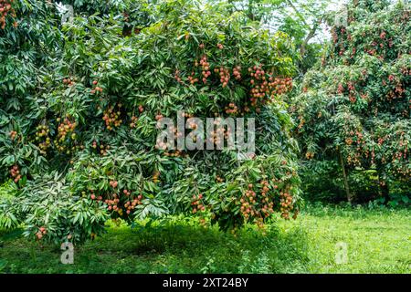 Fruits frais de litchi suspendus mûrs dans un verger de jardin luxuriant. Grappes juteuses et rouges prêtes pour la récolte. Vibrations tropicales, douceur naturelle, été vibrant Banque D'Images