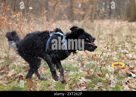 Un chien noir tremble avec son corps, parce qu'il est mouillé. Banque D'Images