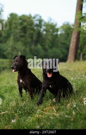 Deux terriers à motifs noirs sont sur le terrain près de l'étang. Banque D'Images