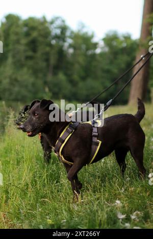 Deux terriers à motifs noirs sont sur le terrain près de l'étang. Banque D'Images