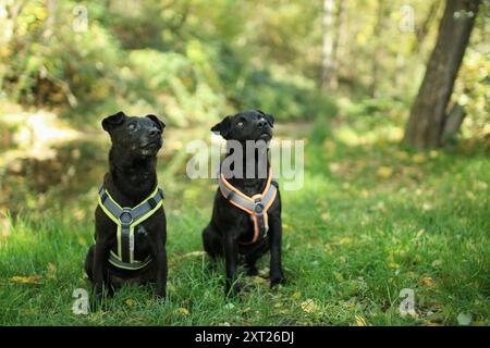 Deux terriers à motifs noirs sont sur le terrain près de l'étang. Banque D'Images