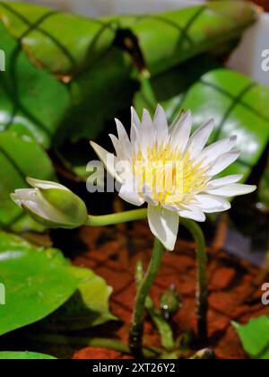 Nénuphar coloré ou lotus dans un étang dans le jardin en terrasse, Pune, Maharashtra, Inde Banque D'Images