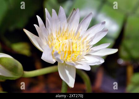 Nénuphar coloré ou lotus dans un étang dans le jardin en terrasse, Pune, Maharashtra, Inde Banque D'Images