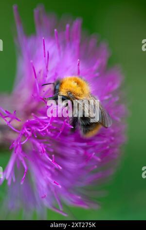 Un bourdon recueille le nectar des épines violettes vibrantes d'une fleur de chardon sur un fond vert doux. Gaeg00128 Copyright : xConnectxImagesx Banque D'Images