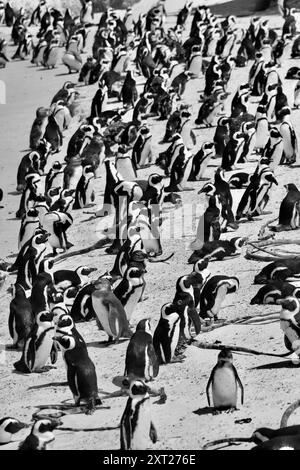 Pingouins africains à Boulders Beach, Afrique du Sud Banque D'Images