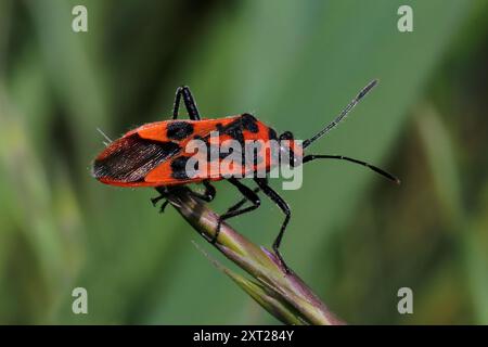 Bug cannelle Corizus hyoscyami Banque D'Images