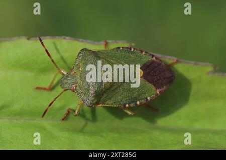 Insecte de bouclier vert commun Palomena prasina Banque D'Images