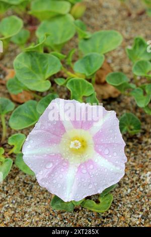 Limonerie de mer - Calystegia soldanella (syn. Convolvulus soldanella) Banque D'Images