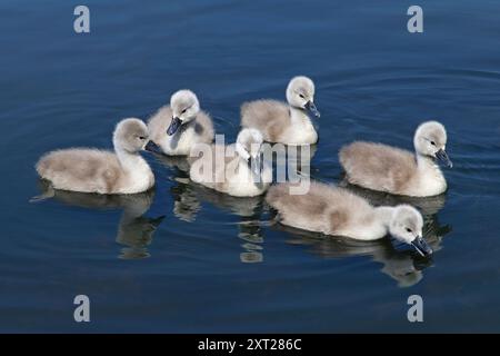Cygnets Cygnus olor muets Banque D'Images