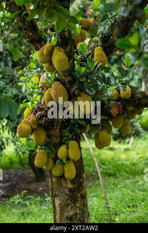 Jackfruits accrochés sur l'arbre dans le jardin, fruits verts tropicaux non mûrs poussant naturellement, parfait pour l'agriculture, l'agriculture, les visuels de fruits exotiques, bio Banque D'Images