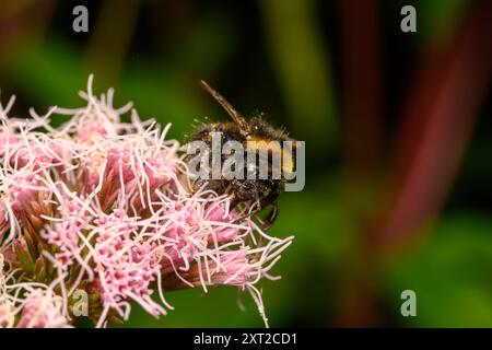 Honey Bee collectant le pollen d'une agrimonie de chanvre Banque D'Images