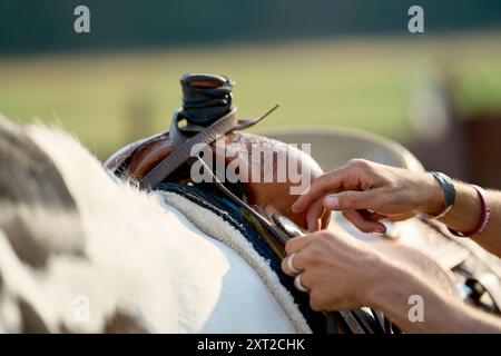 Gros plan d'une personne ajustant une selle sur un cheval, mettant en évidence le cuir complexe et les mains du cavalier. Bola03071 Copyright : xConnectxImagesx R Banque D'Images