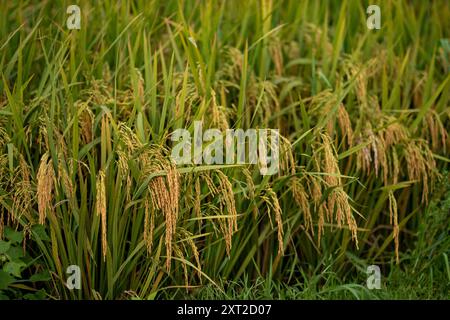 Paddy mûr doré prêt pour la récolte dans les rizières dynamiques, pleine récolte, terres agricoles rurales, vibrations agricoles, riziculture, récolte des céréales, campagne Banque D'Images