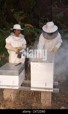 Apiculteur enseignant à une femme le travail de l'apiculture Banque D'Images