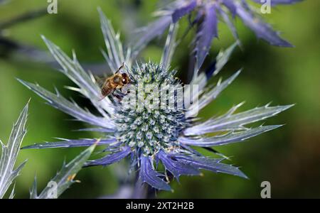 Eryngium X zabelii Jos Eijking (houx de mer) : les abeilles adorent le cône droit bleu électrique de fleurs minuscules riches en nectar et pollen et feuilles épaisses. Macro Banque D'Images