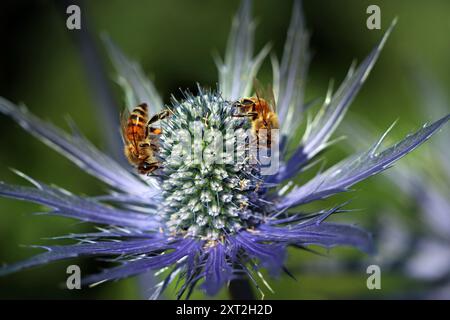 Eryngium X zabelii Jos Eijking (houx de mer) : les abeilles adorent le cône droit bleu électrique de fleurs minuscules riches en nectar et pollen et feuilles épaisses. Macro Banque D'Images