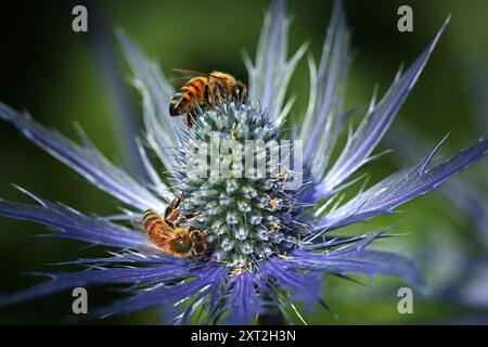 Eryngium X zabelii Jos Eijking (houx de mer) : les abeilles adorent le cône droit bleu électrique de fleurs minuscules riches en nectar et pollen et feuilles épaisses. Macro Banque D'Images