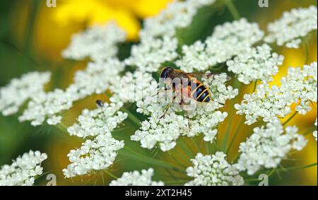 Image macro : Hoverfly sur les minuscules fleurs blanches en dentelle d'Ammi majus (fausse dentelle de la reine Anne ; fleur de l'évêque). Jardin de fleurs sauvages, Angleterre, juillet Banque D'Images