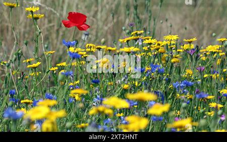 Un coquelicot rouge (Papaver rhoeas) se dresse au-dessus des bleuets bleus et des soucis de maïs jaunes dans une prairie de fleurs sauvages. Angleterre, juin Banque D'Images