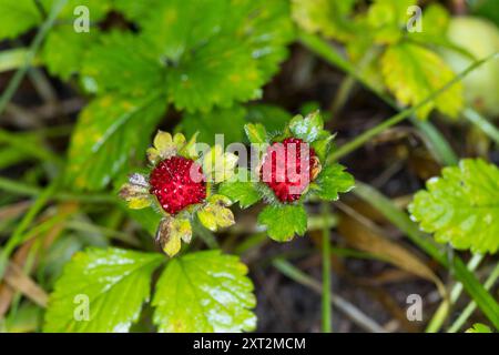 Indische Scheinerdbeere Scheinerdbeere Schein-Erdbeere,,, Scheinerdbeer-Fingerkraut, Potentilla indica, Duchesnea indica, mock strawberry, Indian stra Banque D'Images