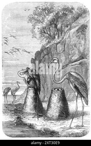 Nids de flamants roses, de "L'Univers", 1870. Illustration 'du livre sur "L'architecture des oiseaux"...[représentant] les nids du flamant rouge, qui sont construits, sur le sol, de boue grossièrement tempérée. Ces nids sont curieusement en forme, comme un étroit cône tronqué, environ 20 pouces. haut, avec un bassin au sommet, dans lequel la femelle pond deux ou trois œufs blancs. Afin d'écloser les œufs par la chaleur de son abdomen, elle chevauche le nid, avec une jambe de chaque côté de celui-ci, comme le montre l'attitude du deuxième oiseau. Tiré de "Illustrated London News", 1870. Banque D'Images