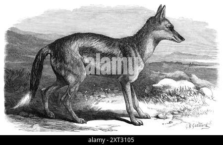 Le Jackal à rayures latérales dans les jardins de la Zoological Society, 1870. « Les loups, renards, chacals et chiens sauvages formant le genre canis des naturalistes sont parmi les animaux carnivores les plus abondants et les plus répandus. Presque chaque partie du monde a ses espèces particulières de ce groupe. La figure présentée dans notre illustration représente l’ajout le plus récent fait par la Société zoologique à sa collection de ce groupe d’animaux. C'est un chacal, remarquable par la bande bien marquée sur ses flancs et sa longue queue à pointe blanche. Il est arrivé par un navire qui l'a amené directement du Banque D'Images