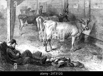 Prix Jersey vaches au Bath and West of England Agricultural Show à Southampton, 1869. 'Cette race de vaches a acquis importance...from le fait que les Américains venaient de venir à Jersey et ont acheté trente et une têtes de taureaux, de vaches et de génisses, à une moyenne de &#xa3;32. L'Angleterre importe généralement environ 1200 vaches et génisses chaque année, dont les deux tiers proviennent de Jersey... le fauve pâle et le blanc et le fauve fumé et le blanc sont souvent préférés, car ils donnent la qualité plus riche du lait... les lois sur la pureté de la race sont les plus strictes à Jersey. Leur tableau des points et les marques de beurre le sont Banque D'Images