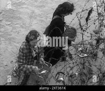 Femmes collectant le poisson capturé sur barbelés, 1940. La Grande-Bretagne pendant la seconde Guerre mondiale. 'Été 1940... mais toujours le fil barbelé [défensif] le long de 2000 miles de côte, attrape peu d'autres poissons que malchanceux'. De "Time to Remember - Standing Alone", 1940 (bobine 3) ; film documentaire sur les événements des derniers mois de 1940. Banque D'Images