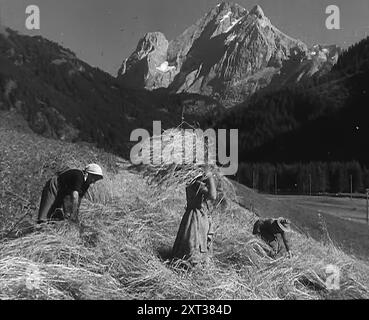 Women Gathering Hay, 1943-1944. De "Time to Remember - The Path to Rome", 1943 - 1944 (bobine 1) ; film documentaire sur les événements de 1943 et 1944 - la campagne italienne. Banque D'Images