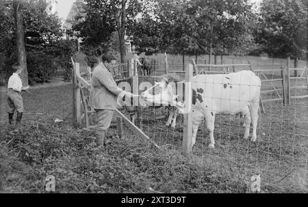 J. McCormack, entre c1915 et c1920. Montre le chanteur ténor irlandais américain John McCormack (1884-1945) nourrissant une vache de Guernesey. Cyril, le fils de McCormack, se tient derrière lui, avec sa femme, la chanteuse Liley Foley au loin. Ils sont probablement au domaine McCormack Lilydale à Noroton, Darien, Connecticut. Banque D'Images