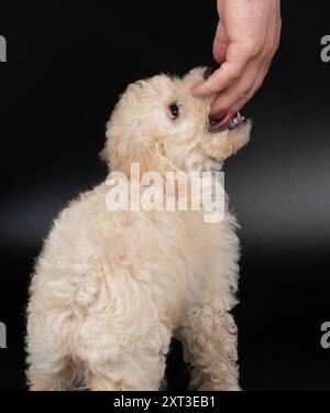 Vue rapprochée d'un caniche moelleux mordant la main Banque D'Images
