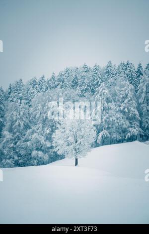 Image captivante mettant en scène une scène hivernale tranquille en Suisse, avec des pins enneigés et un arbre givré solitaire sur un doux bleu Banque D'Images