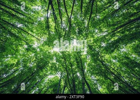 D'en bas, les branches imbriquées et les feuilles vertes vibrantes formant une dense canopée au-dessus, éclairée par la lumière naturelle du soleil à Copenhague. Banque D'Images