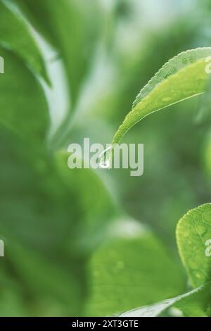 Une goutte de rosée s'accroche délicatement au bord d'une feuille vert vif dans cette photo macro sereine, mettant en valeur les textures de la nature et la sérénité Banque D'Images