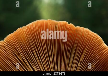 Cette photo macro capture les branchies complexes d'un champignon, mettant en valeur les textures et les motifs détaillés de la nature de près. Banque D'Images