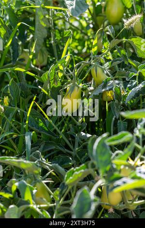 Tomates poires jaunes mûrissant sur la vigne sous le soleil chaud dans une ferme de Castilla la Mancha. Banque D'Images