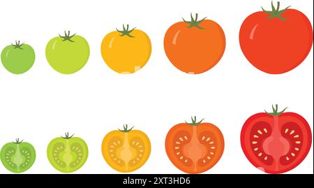 Voyage de maturation de la tomate : vecteur vert à jaune à rouge. Stades de tomate biologique. Un guide visuel de la maturité. Mûr, non mûr, et entre les deux. De la ferme à la table Illustration de Vecteur