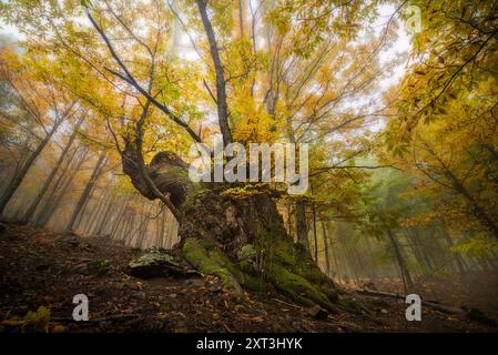 Un majestueux châtaignier se dresse avec des feuilles jaunes vives au milieu d'une forêt brumeuse, dépeignant une scène automnale sereine dans les bois. Banque D'Images