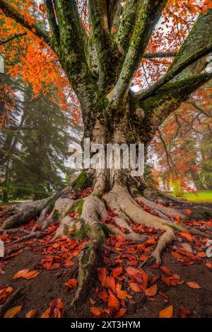 Un majestueux châtaignier drapé de feuilles d'automne vibrantes se dresse haut, ses racines robustes s'étendant sur le sol de la forêt, magnifiquement contrastées à nouveau Banque D'Images