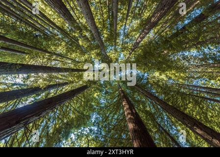 Vue vers le haut d'une forêt dense de séquoias, mettant en valeur la hauteur majestueuse et le feuillage luxuriant de ces arbres imposants sous un ciel ensoleillé. Banque D'Images