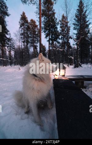 Un chien Samoyed serein se tient près d'une lanterne incandescente dans le paysage enneigé de Laponie, entouré d'arbres de forêt hivernale au crépuscule. Banque D'Images