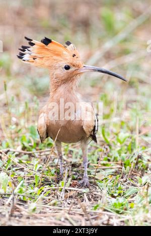 Un vibrant Hoopoe eurasien aux plumes saisissantes se nourrit sur le sol au milieu d'une végétation verdoyante, mettant en valeur son long bec effilé et son plumage unique. Banque D'Images